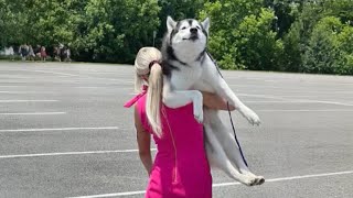 The Worlds funniest HUSKY 😁 Funny Dogs Video 2024 [upl. by Ocihc34]