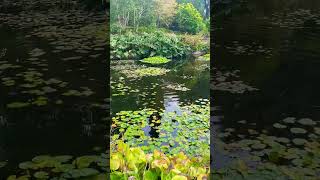 A day in Botanicals Garden in TasmaniaAustralia  Part 2 [upl. by Andrej346]