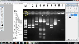 dna ladder standard curve [upl. by Yssep]