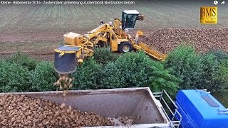 Rübenernte  Rübenmaus  Zuckerrübenverladung Zuckerfabrik Nordzucker Uelzenbeet loader [upl. by Lejna]