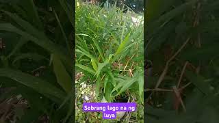 Sobrang lago na ng luya  shorts shortvideo Gingerfarming Plants vegetables Luya [upl. by Stewart34]