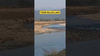 tiger killed a lady in jim corbett national park jimcorbett wildandnature tiger wild viral [upl. by Elysha]