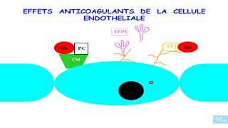 endothelium hémostase et angiogenese part1 [upl. by Rollin]