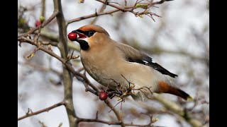 Bohemian Waxwing Cardea Cambridgeshire 25224 [upl. by Suiravad]