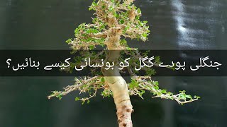 Commiphora mukul Guggalگگل yamadori transformation  Pakistan Bonsai Society [upl. by Lib]