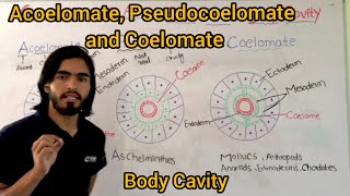 Acoelomate Pseudocoelomate and Coelomate Classification Of Animals base upon Body Cavity [upl. by Ydasahc]