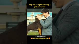 Dogs struggle to live a happy and peaceful life  விரும்பிய வாழ்க்கையை தேடி நாயின் பயணம்  Infogle [upl. by Fritz]