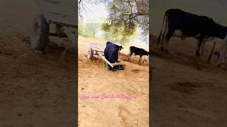 ماشاءاللہ اپنے مالک کا سمجھدار عقلمند بیلshortvideo shorts shortsanimals short [upl. by Anilrats369]