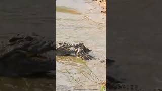 Crocodile Power A Rare Moment wildlife nationalparkexploration nationalpark [upl. by Nehtiek]