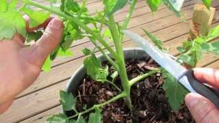 Pruning Indeterminate Tomatoes in Containers and Identifying Tomato Suckers [upl. by Ayotal]