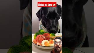 China ke dog bhi kisi se kam nhi shorts dog shortvideo [upl. by Toille]