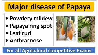 Major diseases of papaya and their management  पपीता की मुख्य रोग एवं उनके नियंत्रण। [upl. by Sascha]