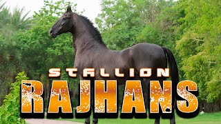 STALLION RAJHANSBADAL STUD FARMMANN HORSE PHOTOGRAPHY [upl. by Inaliel660]