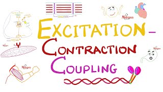 Excitation Contraction Coupling  Muscle Physiology 💪 [upl. by Litman]