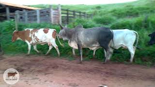 Levando Bezerros e Vacas pro Curral pra Ordenhar Serenata Escapuliu do Pasto e Fez uma Confusão [upl. by Hannala]