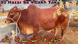 Malir Mandi Me Chota Maal Ka Rates  Malir Mandi Latest Update Part 2  Cow Mandi 2024 [upl. by Mathre122]