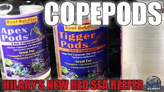 Adding COPEPODS to Your Saltwater Aquarium  Hilarys New Red Sea Reefer [upl. by Elsie]