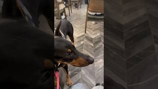 Doberman’ı kandırdım 😱😂 dog doberman [upl. by Rettig]