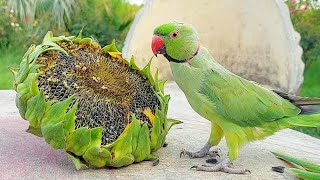 Indian Ringneck Parrot Moulting Stage [upl. by Gregoire516]