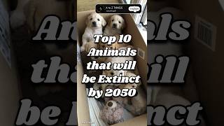 Top 10 Animals that will be Extinct by 2050 shorts [upl. by Aleda825]