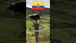 El ave que reina las cordilleras de los andes  interesante entretenimiento curiosidades [upl. by Ambrogino]