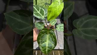 Anthurium Dark Crystallinum x Magnificum Hybrids [upl. by Adiari853]