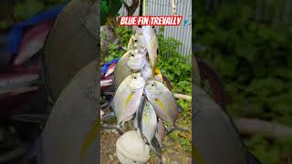 Blue fin trevally🎣😁 fishingfishingtrip sabikisabikifishingshortvideoshortsshortshortsvideo [upl. by Lebatsirc744]