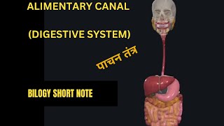 Digestive system Alimentary canal in 3D How food digest Stage of food processing [upl. by Leribag45]