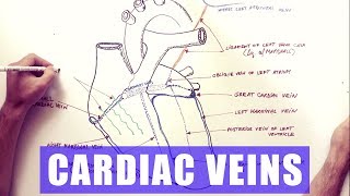 Cardiac Veins  Anatomy tutorial [upl. by Naig]