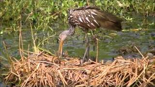 Limpkin eating an apple snail [upl. by Cyrie393]