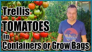 How to Grow Tomatoes in Containers or Grow Bags  Trellis Ideas for Indeterminates [upl. by Atnim66]