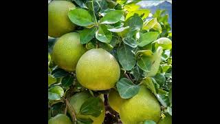 Nine health benefits of Pomelo fruit [upl. by Eceinal]