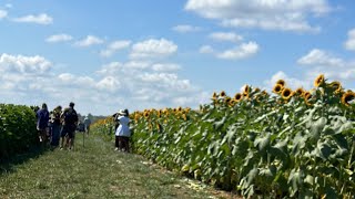 Holland Ridge Sunflower Festival [upl. by Foushee]