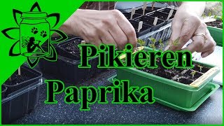 Das erste Pikieren Umpflanzen  Jungpflanzen Paprika  Garteneinkochfee [upl. by Llekcor]