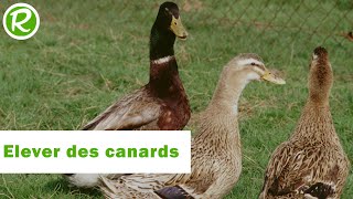 Elever des canards chez soi [upl. by Itsa]