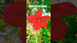 Hibiscus coccineus or Scarlet rosemallow [upl. by Ednihek82]