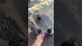 Feeding pigeons in Crete animalscretegreececreteislandpigeonpigeonloverpigeonbirdpigeonloves [upl. by Jehius]