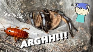 THE MOST FRUSTRATING TARANTULA FEEDING VIDEO  RAGEEEE [upl. by Oicnoel884]