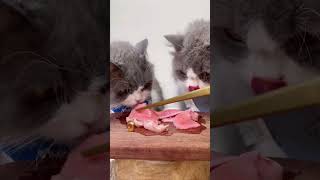 Crunchy Crunchy Babies 🥩🐭 ASMR Mukbang Cat Eps14 asmr mukbang cat asmrsounds shorts kucing [upl. by Yolane]