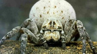 matriphagyspiderlings eat mother spiderlings eat their mother mother eaters [upl. by Naot]