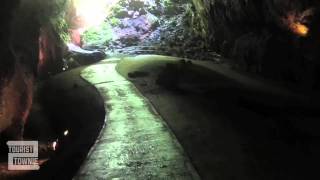 Parque de las Cavernas del Río Camuy Puerto Rico [upl. by Eirahs]