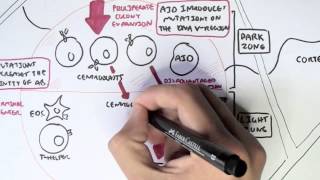 Immunology  Adaptive Immunity B cell Activation Hypermutation and Class Switching Overview [upl. by Burd]