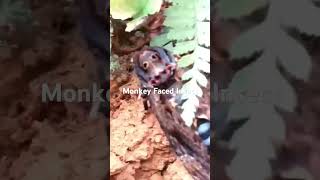 Monkey faced Insect at Sinharaja forest Sri Lanka Insect Wildlife srilanka [upl. by Eityak]