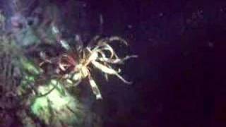 A Swimming Crinoid  Sea Lily [upl. by Leahey]