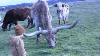 Texas Longhorns  Longhorn Cattle Ranch  Stark Ranch [upl. by Ameline]