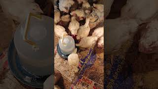 Наші курчата our chickens [upl. by Lig]