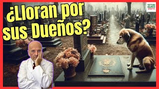 🔴 ¿LOS PERROS LLORAN POR SUS DUEÑOS 🔴 [upl. by Meibers470]