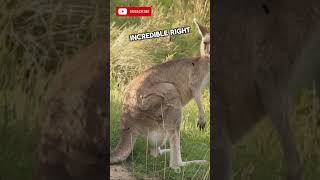 Bouncing Kangaroos A Unique Mode of Transportation reaction animals shortsvideo facts [upl. by Nnaitsirk575]