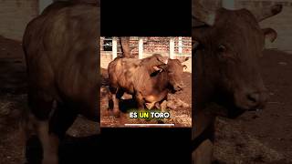 Patrón de Corralejo un toro que marcó época 🐮🔥 [upl. by Eirak]