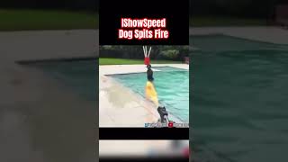 IShowSpeed Has A Robot Dog [upl. by Enirtak249]